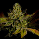🎁 Strawberry Cough Seeds (100% off)